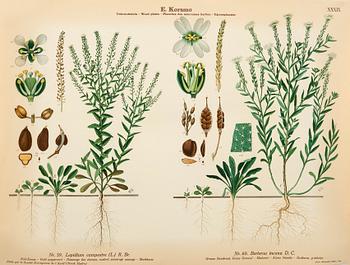 Emil Korsmo, 29 lithographic weed plates.