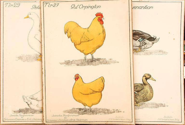 Skolplancher 3 st tidigt 1900-tal.