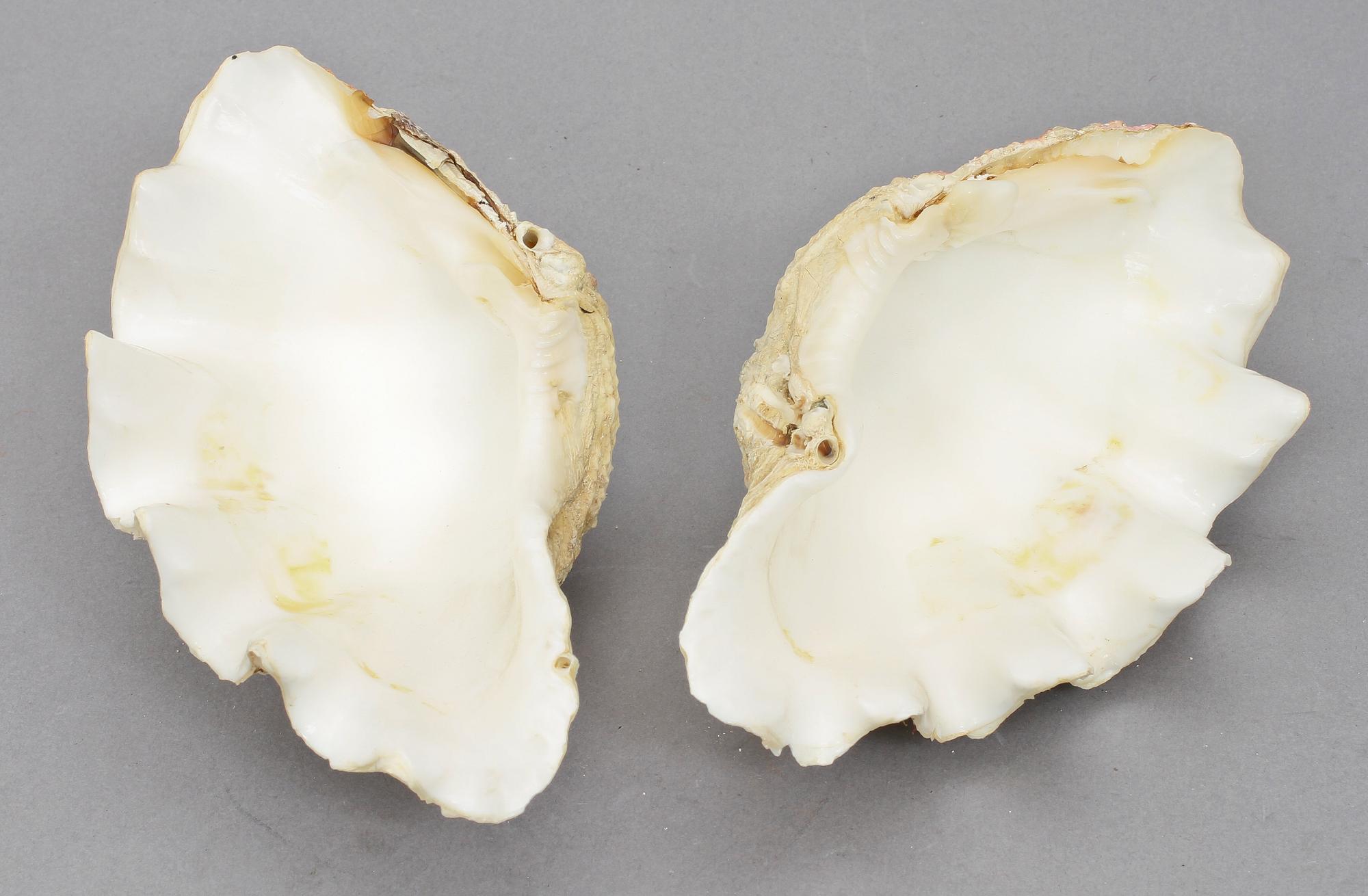 SNÄCKA, 2 delar, "Tridacna Gigas Clams", 1900-tal.