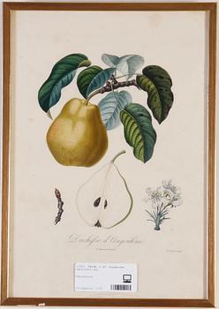 TRYCK, 5 ST. Frankrike, 1800/1900-tal.