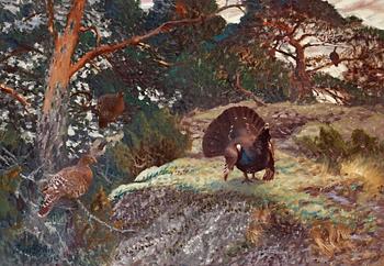 130. Bruno Liljefors, Capercaillie's courting.
