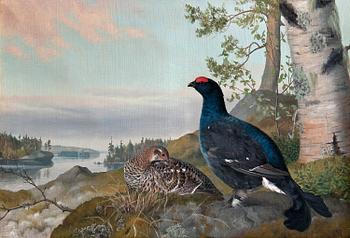 174. Matti Karppanen, BLACK GROUSE.