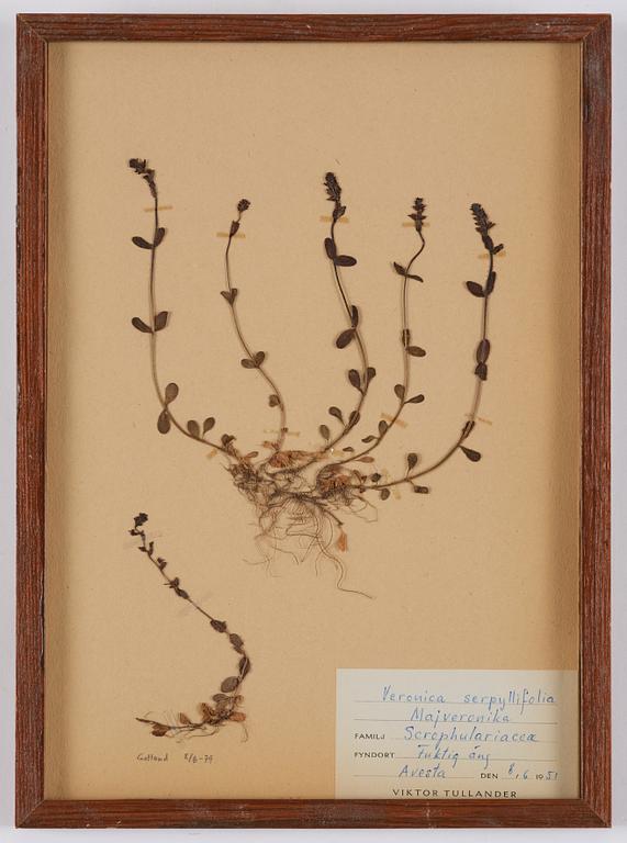 Herbarium, 10 delar, Sverige, 1930-1970-tal.