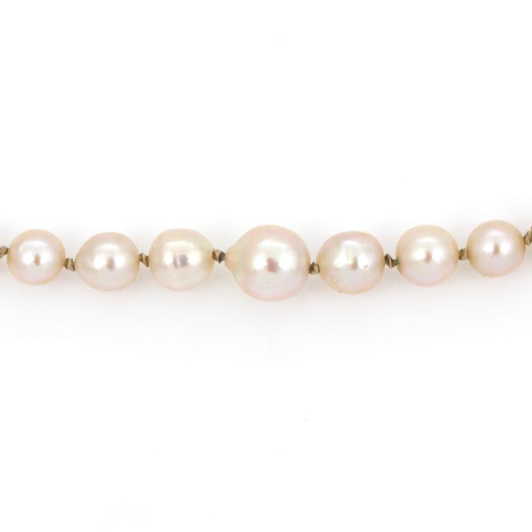 COLLIER, odlade saltvattenpärlor, lås i silver med safir.