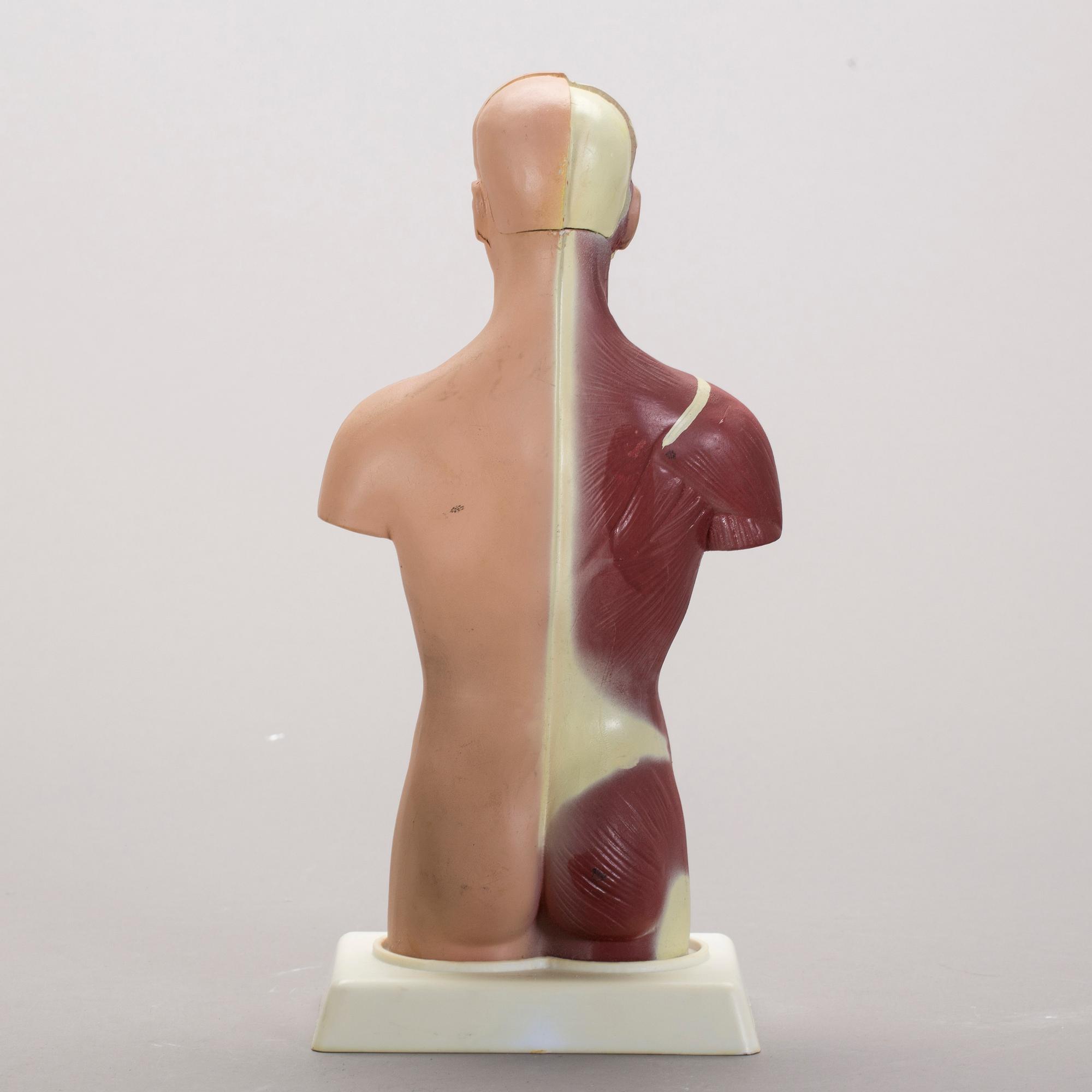 ANATOMISK MODELL, 1900-talet senare del.