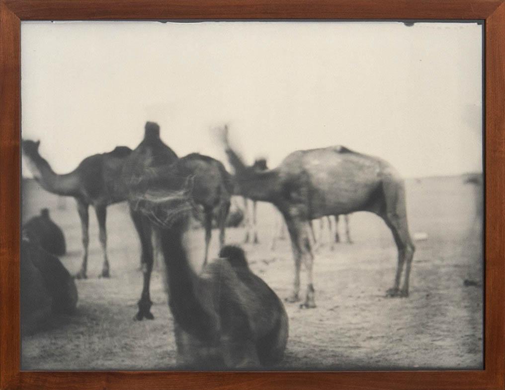 Denise Grünstein, "Out of focus camels" 1999.