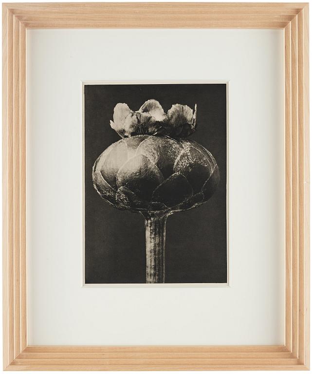 Karl Blossfeldt, "Urformen der Kunst", 1928 (22 parts).