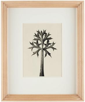 Karl Blossfeldt, "Urformen der Kunst", 1928 (22 st).