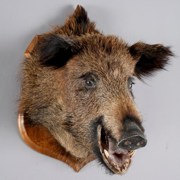 JAKTTROFÉ, 1900-tal.