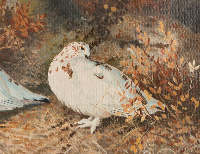 Matti Karppanen, Willow Grouse in the Woods.