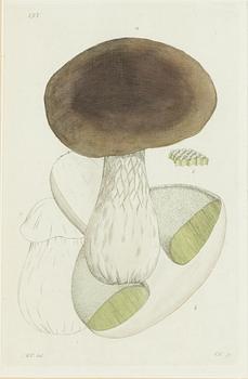 Twelve hand-coloured engravings, J.W. Palmstruch, from 'Svensk Botanik', 1802-1840.