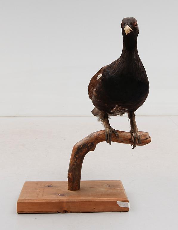 TAXIDERMI, 1900-tal.