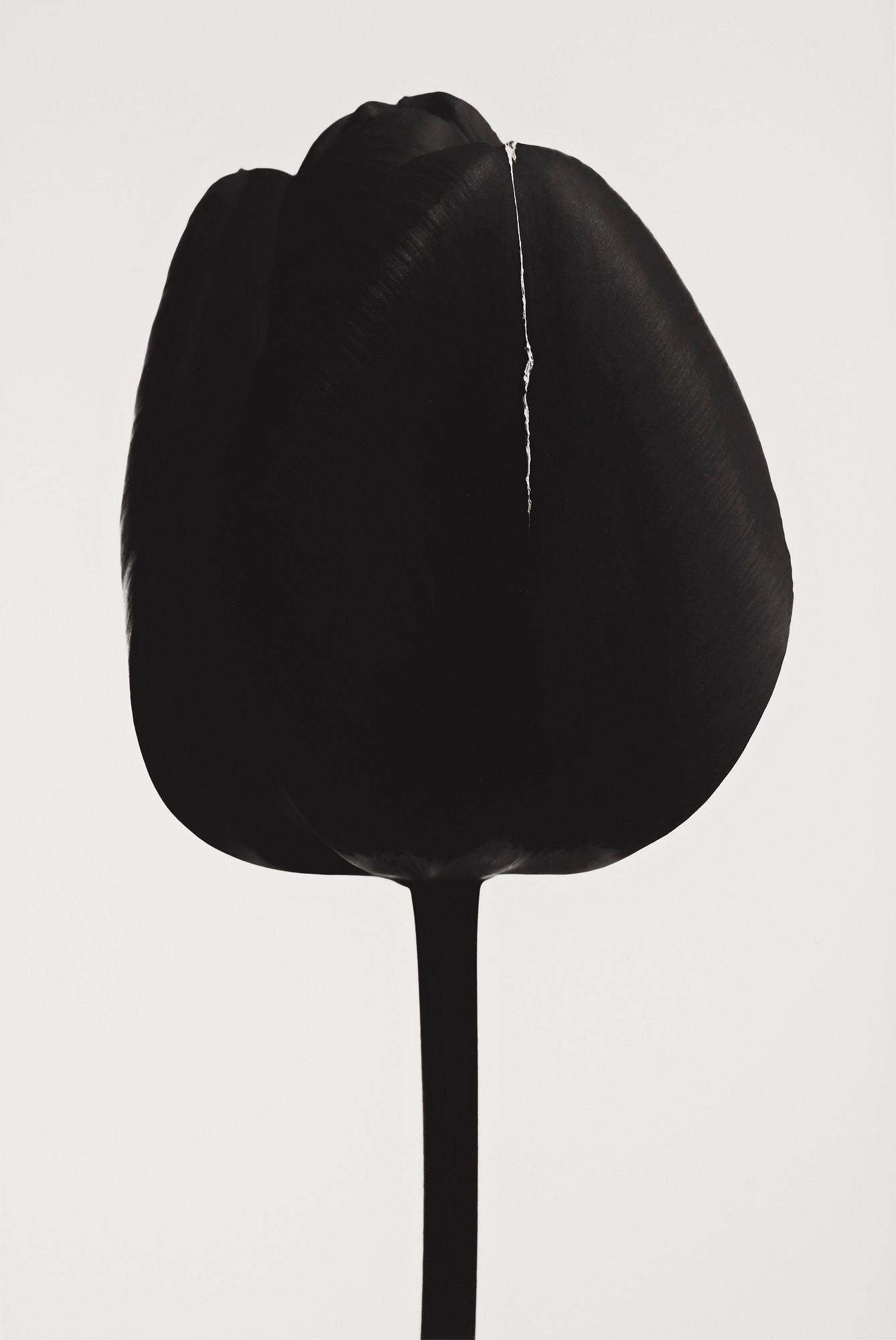 Björn Keller, "Black Tulip 1", 2022.