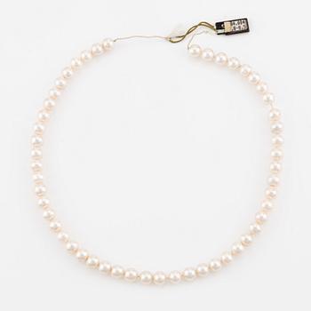 A necklace of cultured pearls without a clasp.