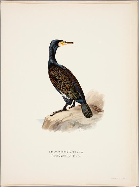 GRAFISKA BLAD, ca 170 st, ur Svenska fåglar av von Wright 1800-tal.