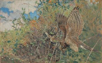 Swedish artist, around 1900, Striking Goshawk.