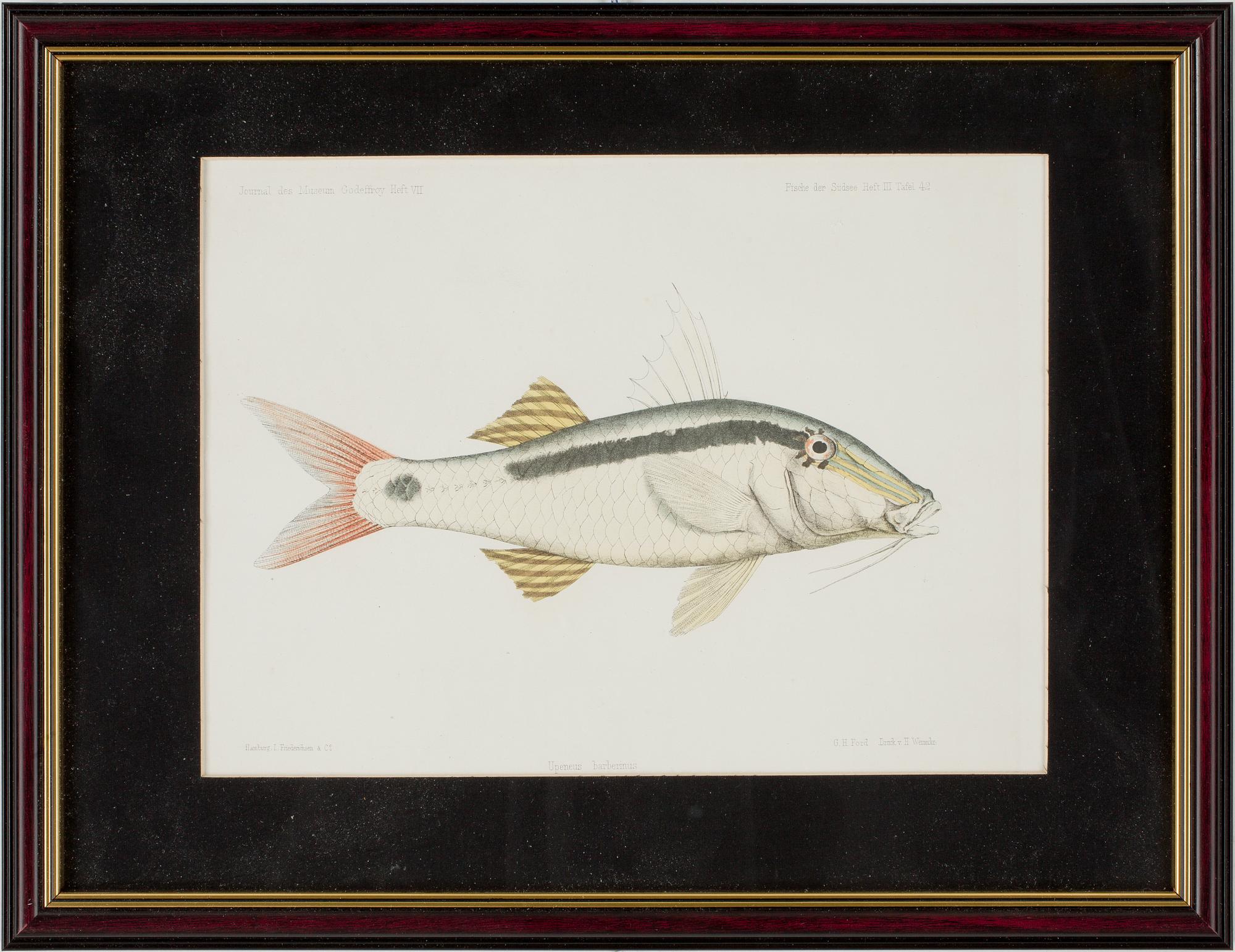 GRAVYRER, 3 st, handkolorerade, ur "Journal des Museum Godeffroy"  Heft. VII. resp. V.  1800-talets slut.