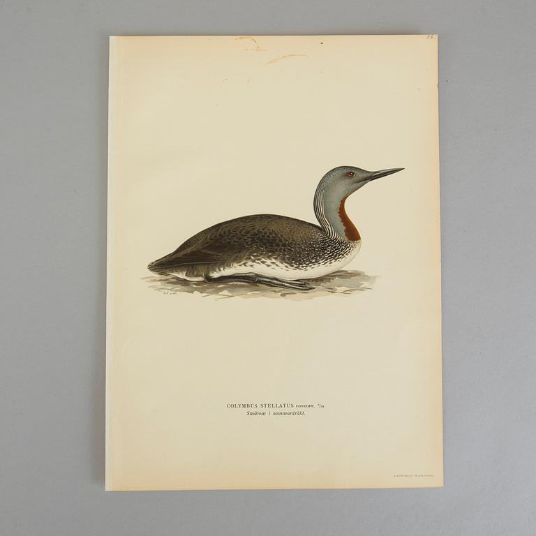 Ca 50 lithographic prints from "Svenska Fåglar", Brothers von Wright.