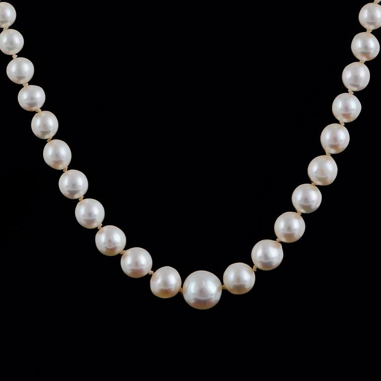 PÄRLCOLLIER, med odlade doserade pärlor.