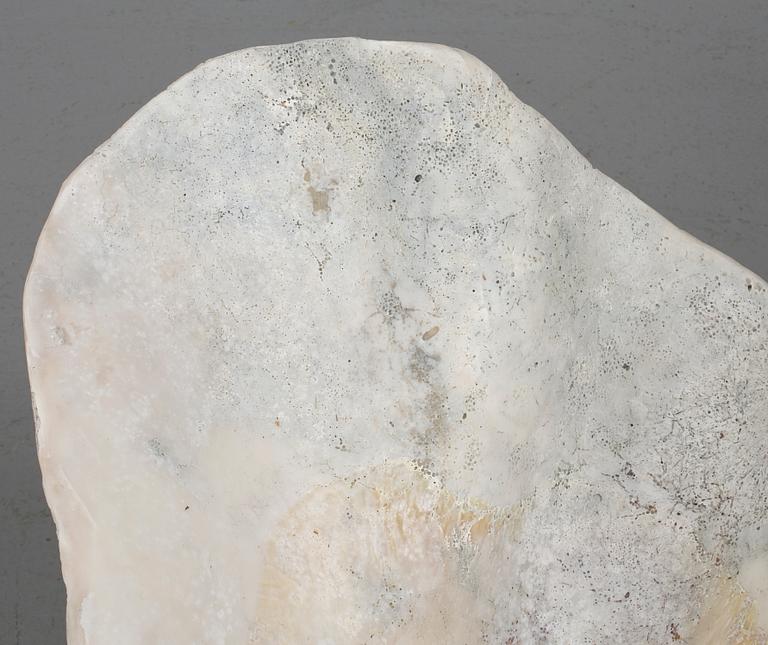 MUSSLA, fossil.