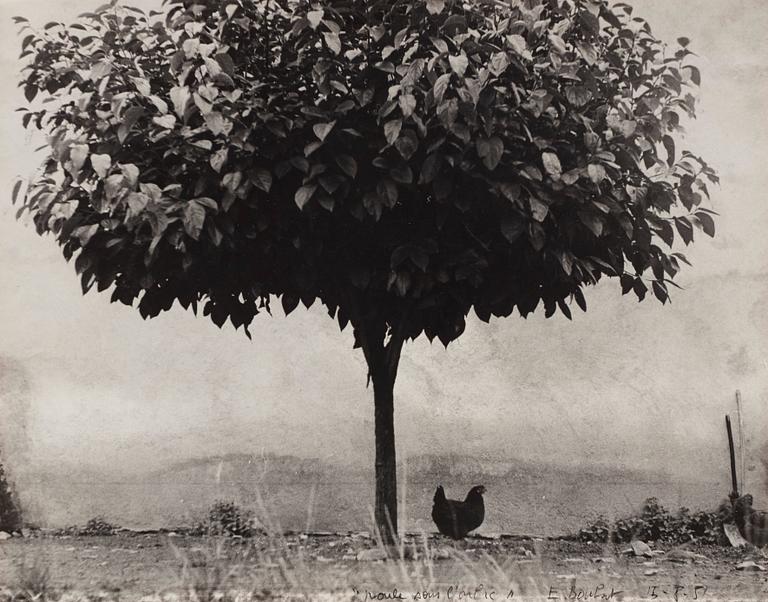 Edouard Boubat, "La Poule et L’Arbre, France", 1950.