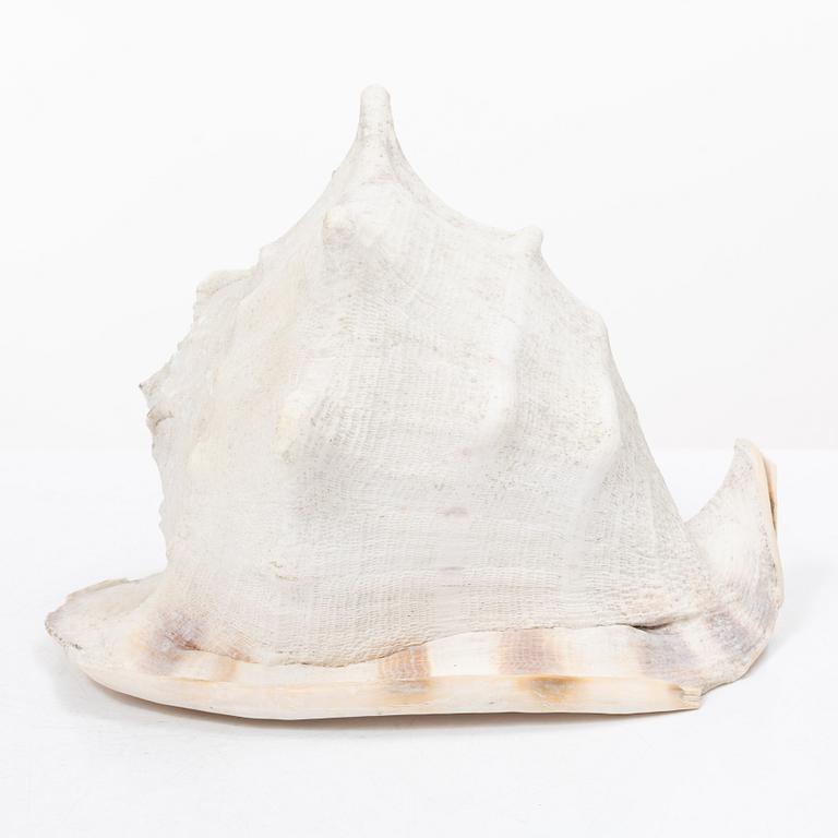 Firma Svenskt Tenn, shells 4 pcs, including one Nautilus shell with a brass mount.
