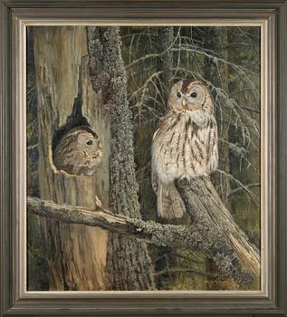 Niilo Vainio, Tawny owls.