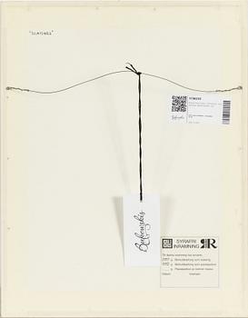 Pierre Alechinsky, "Schismes", fyra stycken färglitografier.