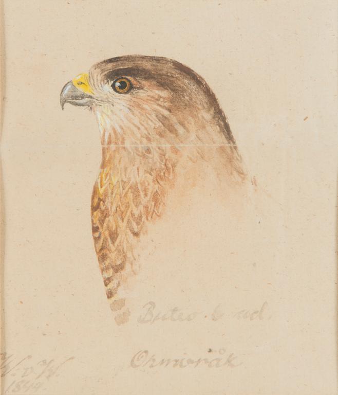 Wilhelm von Wright, Common Buzzard.