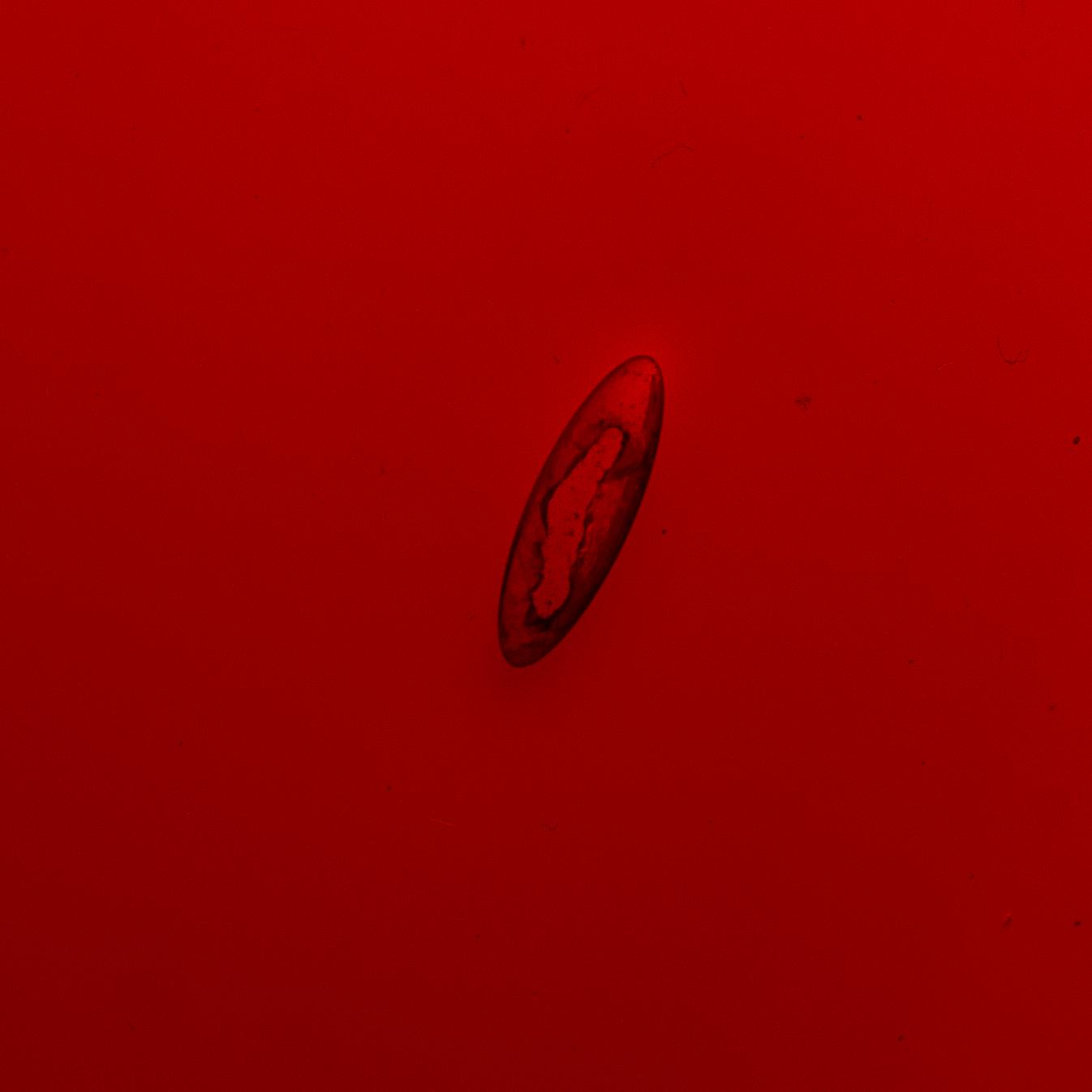 KAJ FRANCK, SERVISDELAR, 5 delar, Nuutajärvi, 1900-talets mitt.