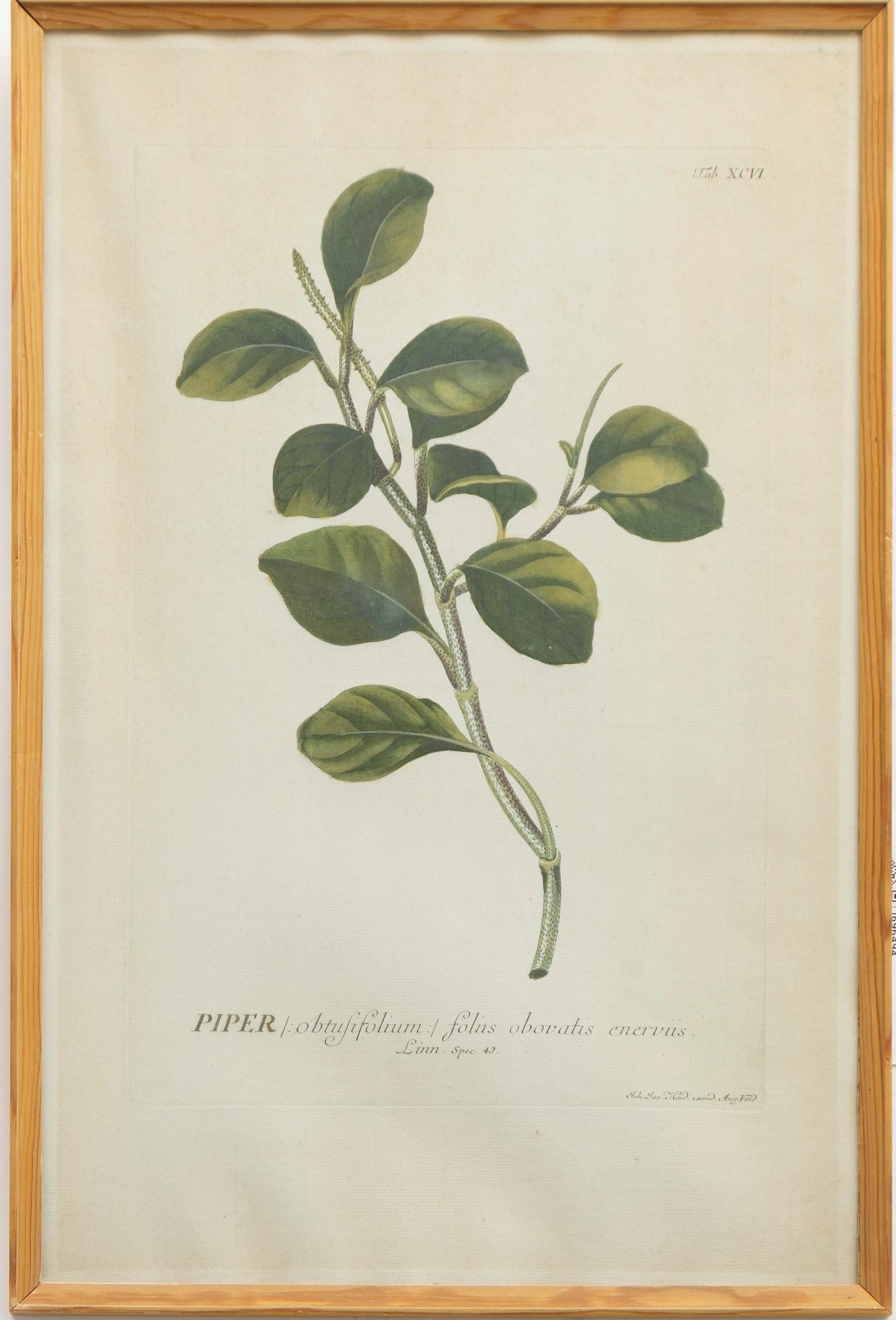 Five hand-coloured botanical copper plates, 18th-19th century. Including Johann Jakob Haid & Augustus Vind.