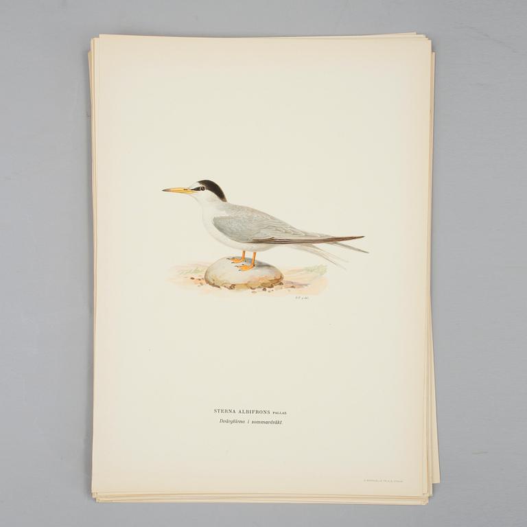 A set of 30 lithographic prints from "Svenska Fåglar" by von Wright brothers.
