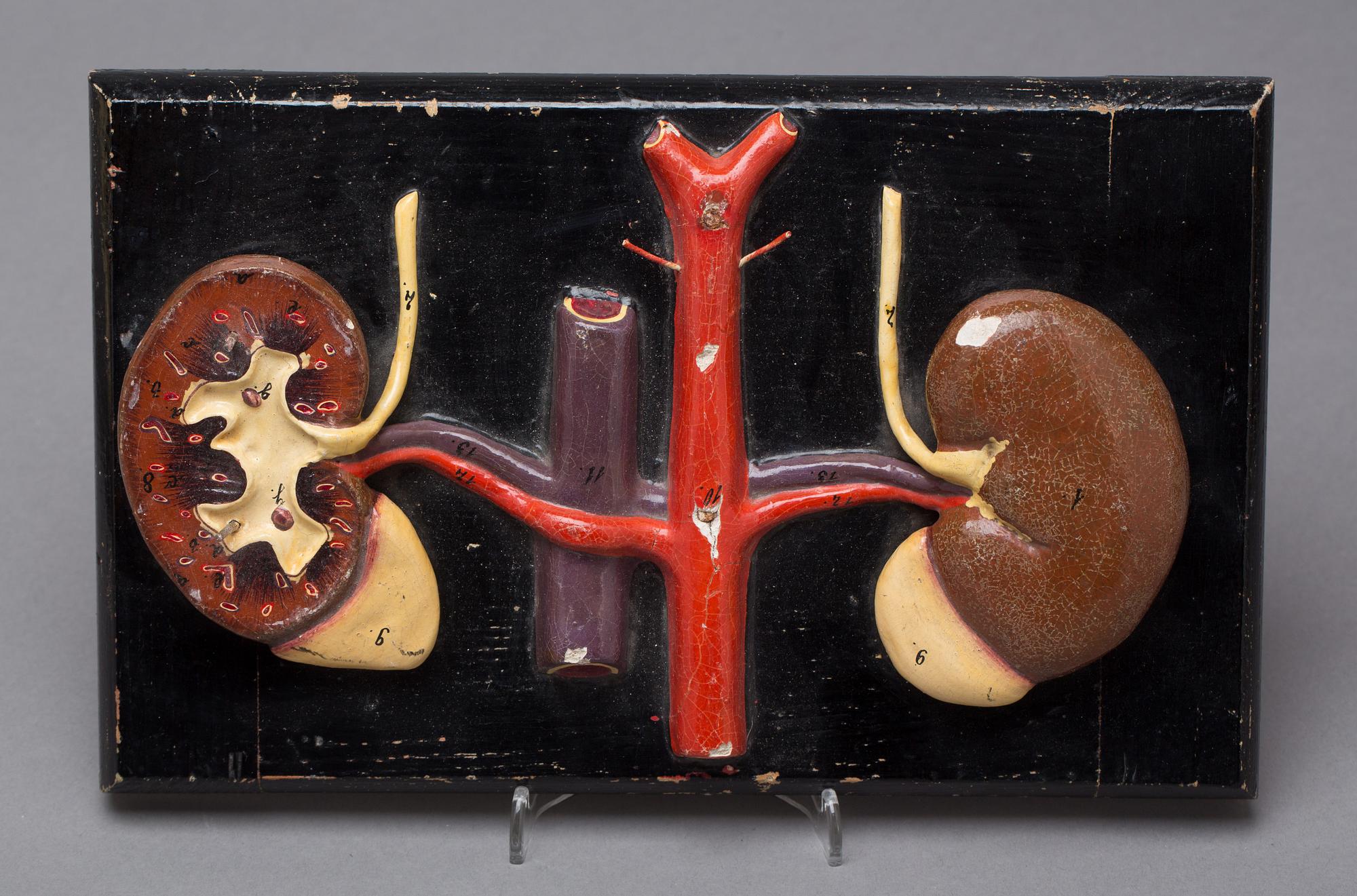 ANATOMISKA MODELLER, 2 st. 1900-tal.