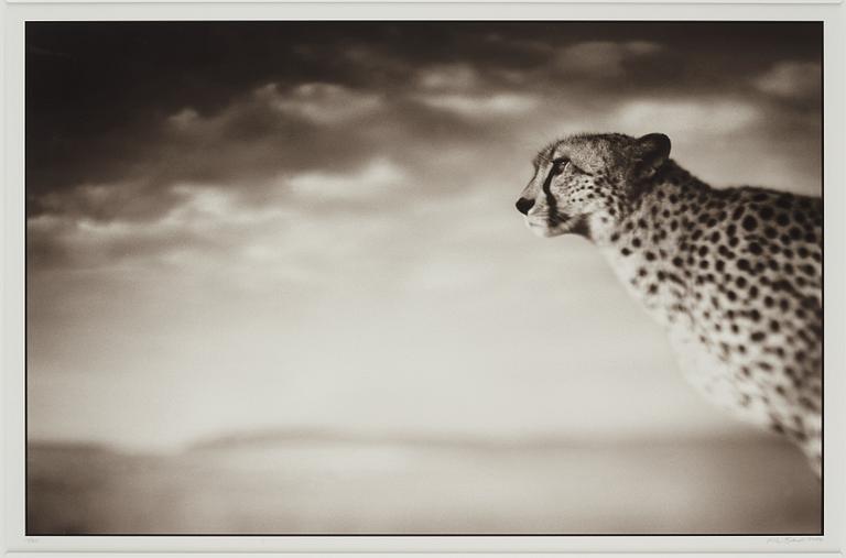 Nick Brandt, "Cheetah Looking Out over Plains, Masai Mara, 2004".