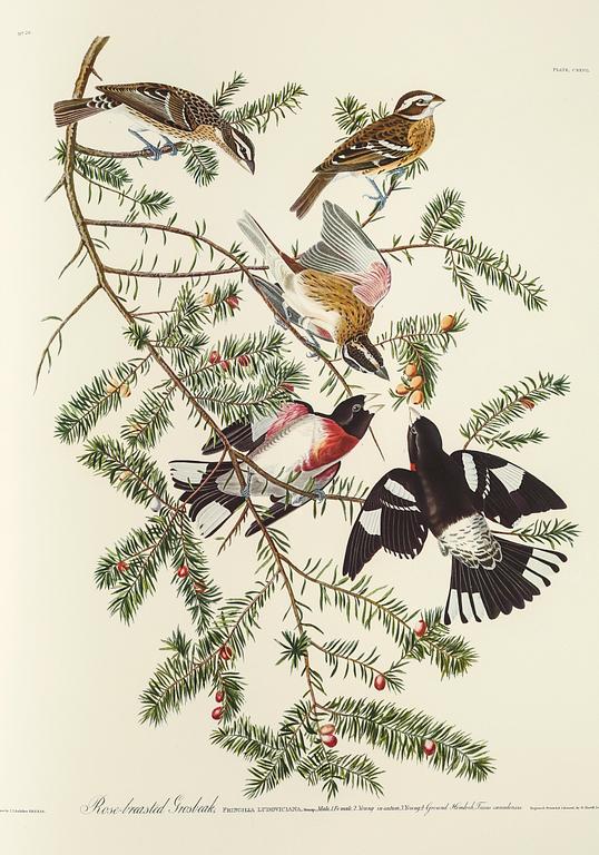 BOK, "The Birds of America", volym I, John James Audubon, numrerad 456/500, 1973.