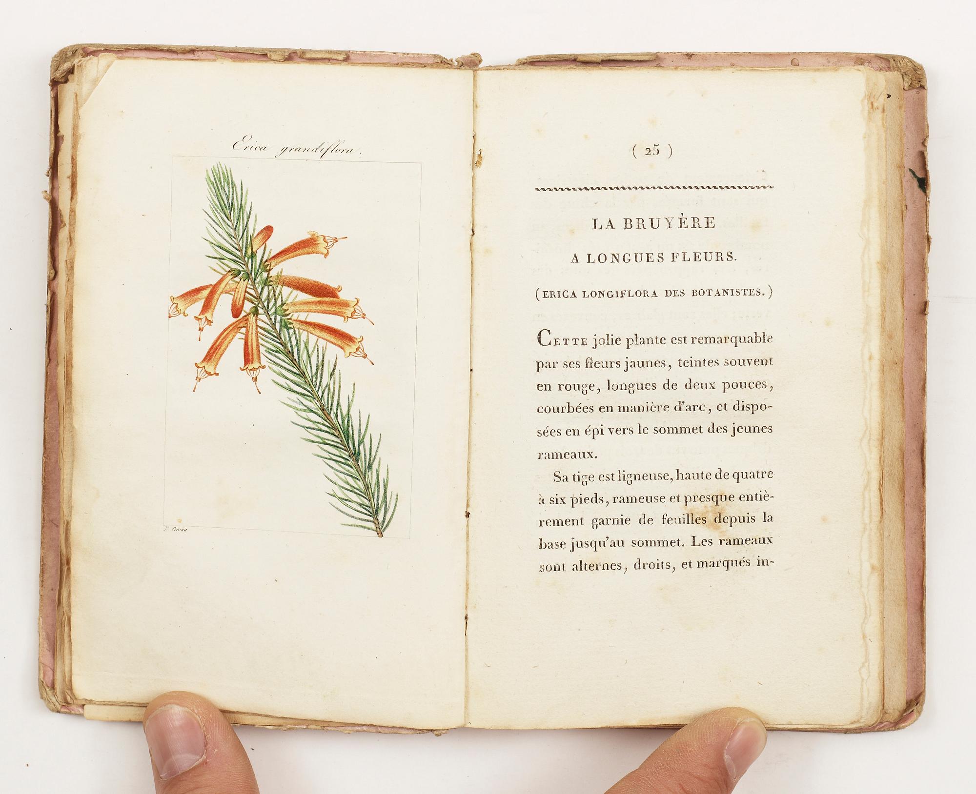 BOK, "Almanach de Flore ou description de douze plantes...Malmaison", Paris 1817.