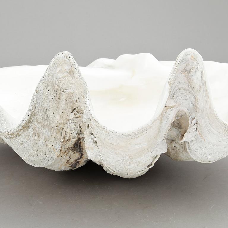 MUSSLA, fossil.
