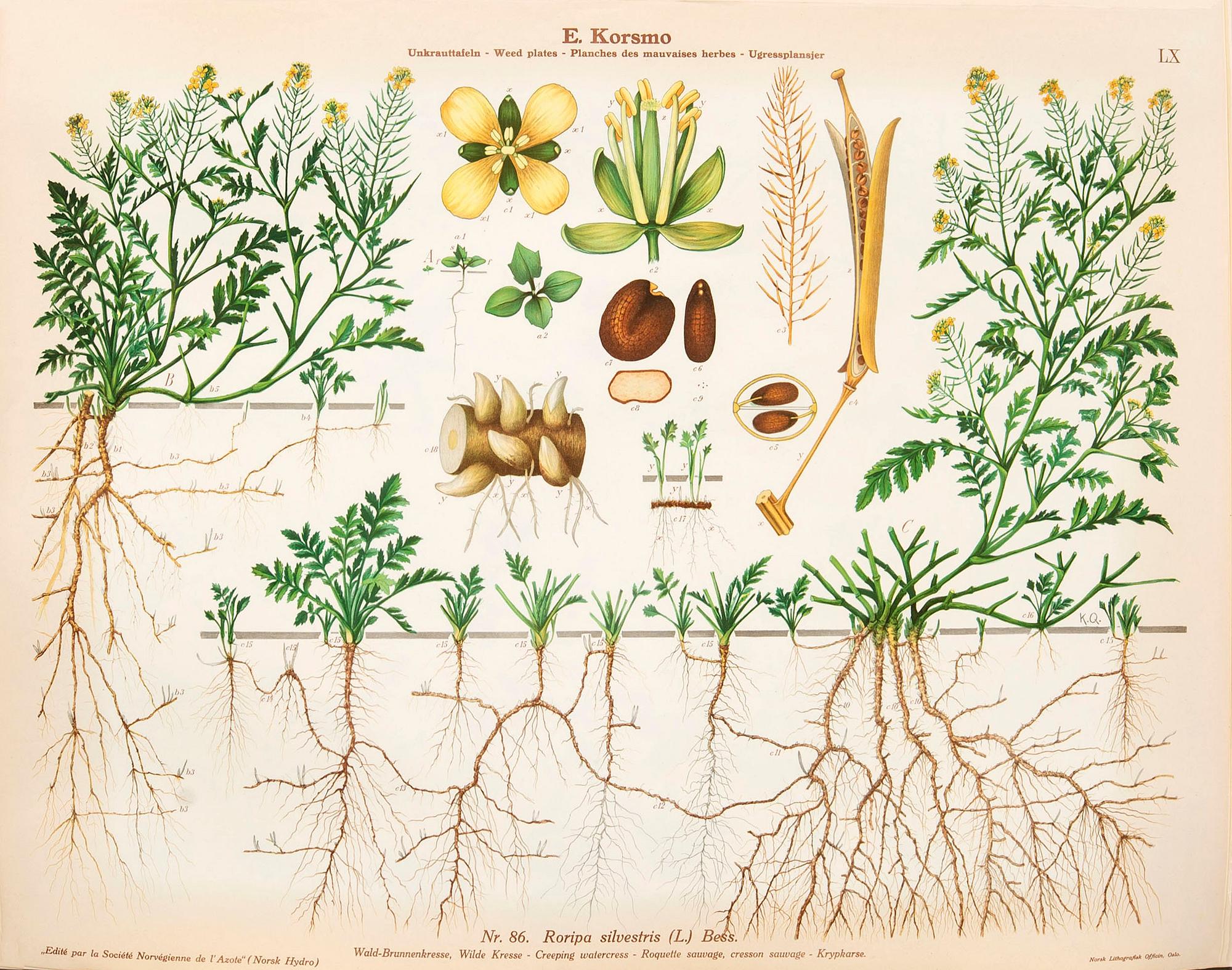 Emil Korsmo, 31 lithographic weed plates.