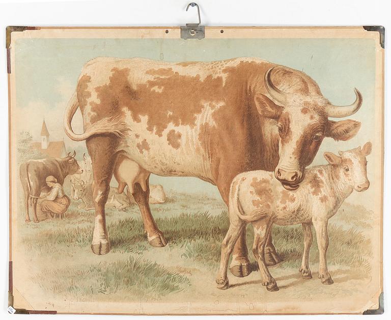 SKOLPLANSCHER, 3 st, 1900-talets första hälft.
