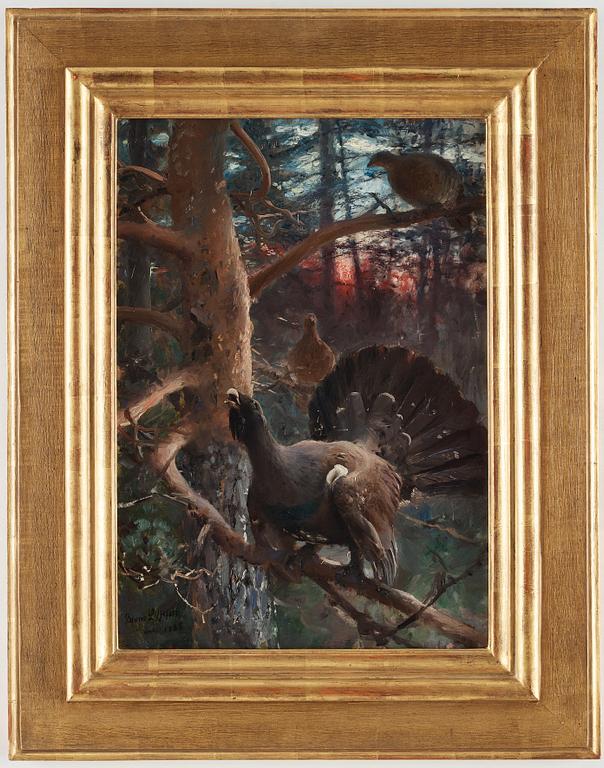 Bruno Liljefors, "Tjäderlek" (Capercaillies singing).