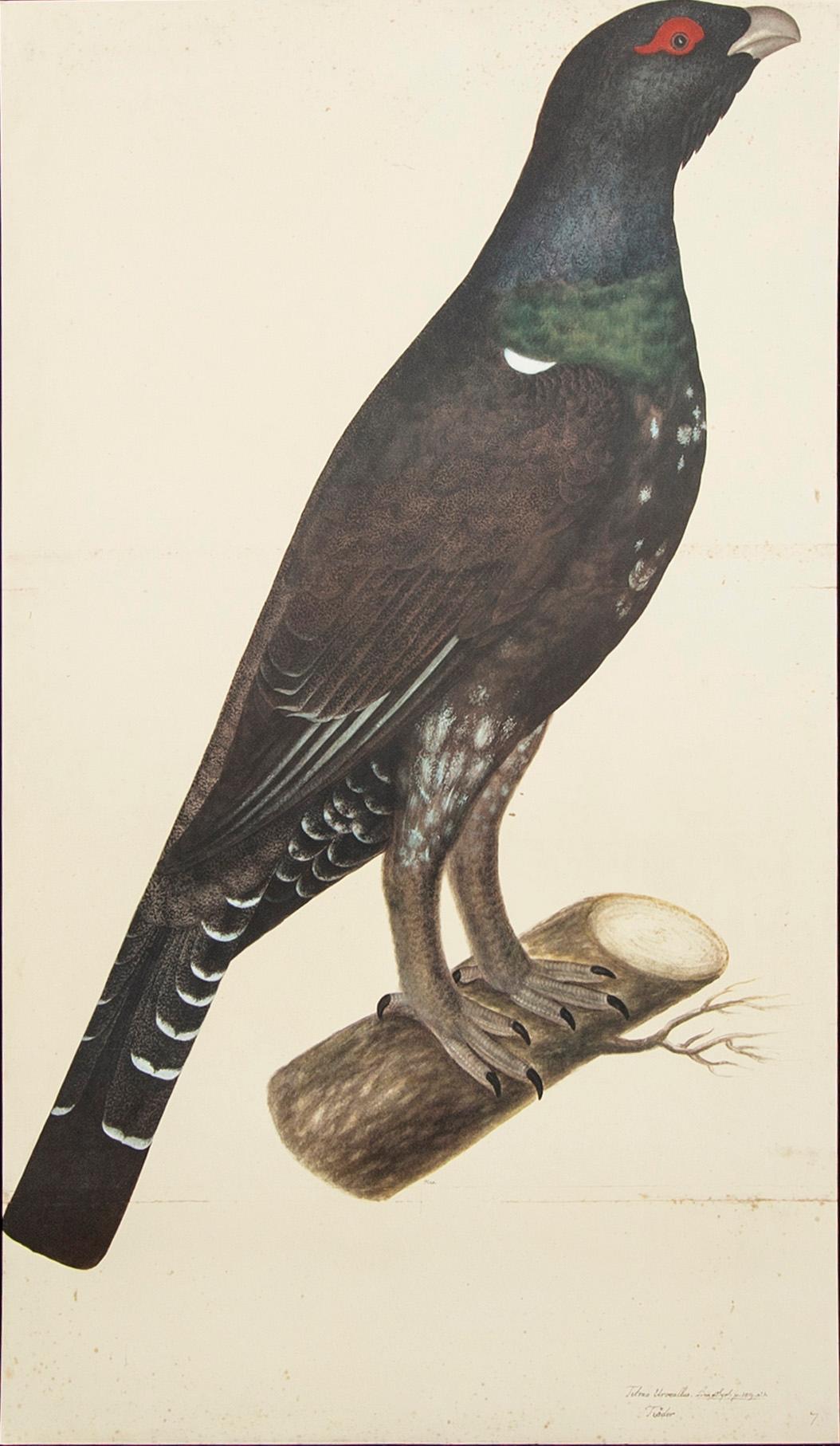 Olof Rudbeck dy, bok + planchverk "Svenska fåglar".