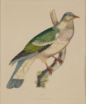 A set of eight plates from "Iconographie des pigeons" by Charles Lucien Bonaparte.