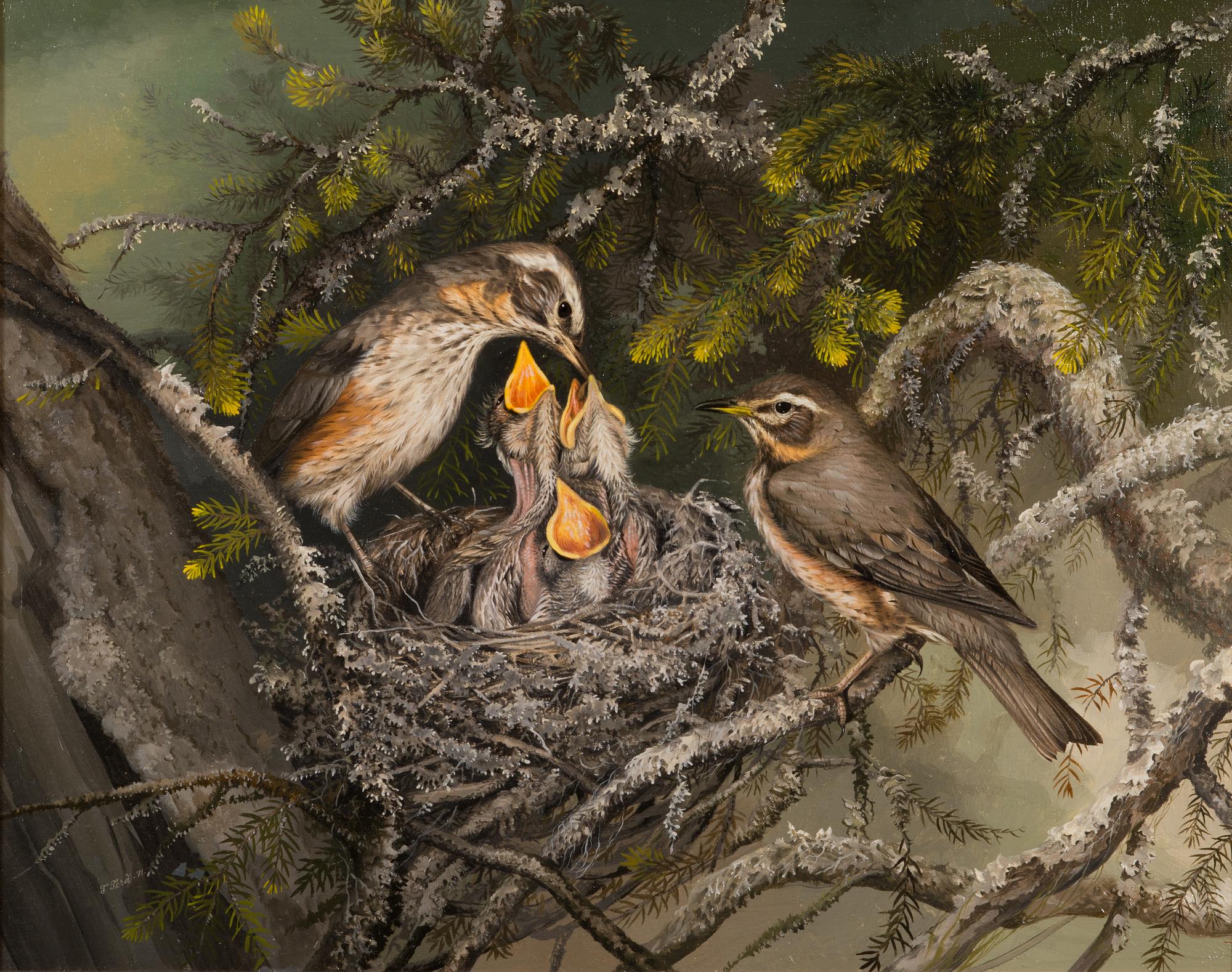 Teppo Terä, Nestlings being fed.