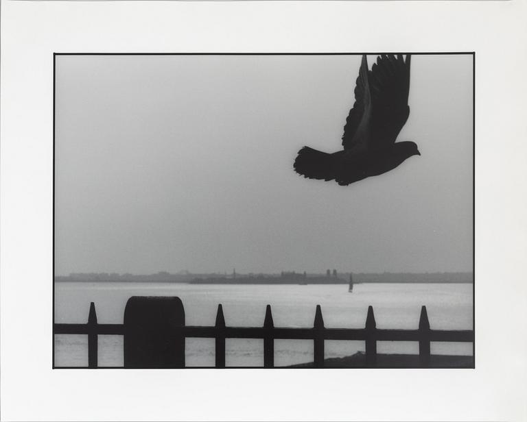 Kenneth Gustavsson, "Utan titel (duva New York)", 1982.