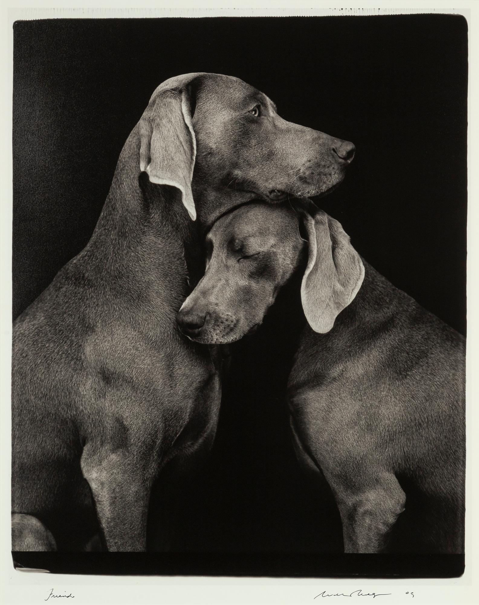 William Wegman, archival pigment print, 2009, signerat. Numrerat 114/1500 a tergo.