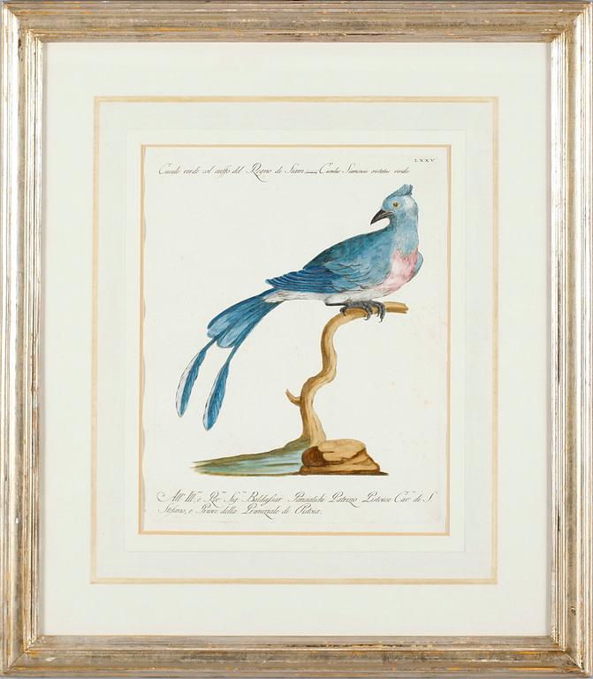 GRAVYR, efter Xaviero Manetti, kolorerad, 1700-tal.