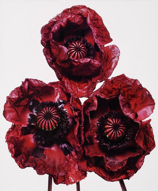 Irving Penn, "Three Poppies, Arab Chief, New York, 1969".