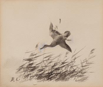 Bruno Liljefors, Mallard.