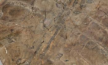 SKÖLDPADDSFOSIL, troligen sen Eocen, Maoming, Kina, ca 55-34 miljoner år.