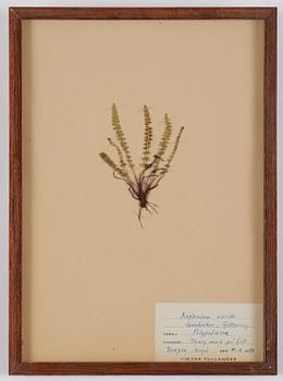 Herbarium, 10 delar, Sverige, 1930-1970-tal.